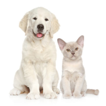 Essential Tools for Pet Grooming