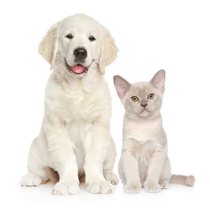Essential Tools for Pet Grooming